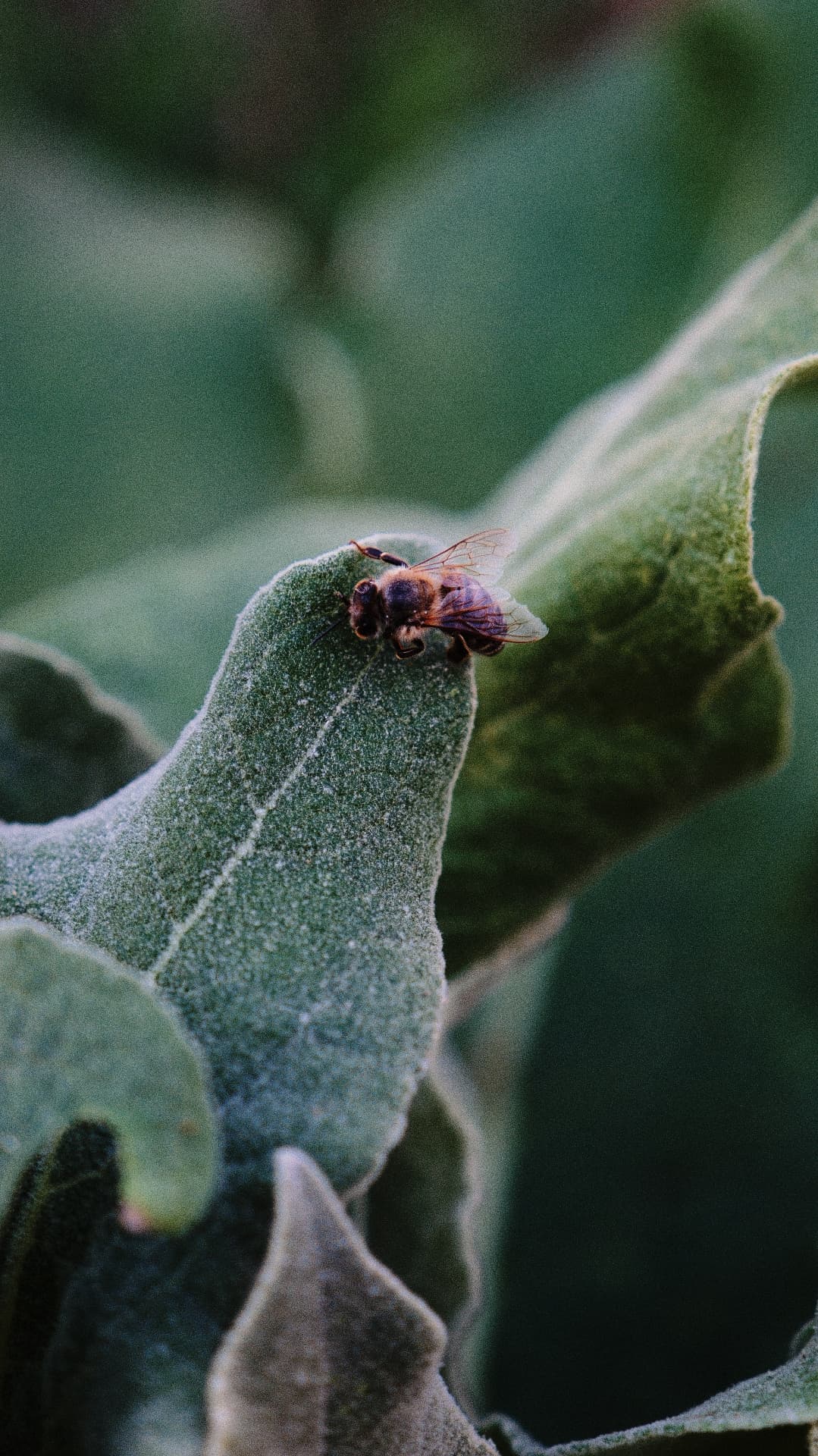 A bee resting on the edge of a downy green leaf