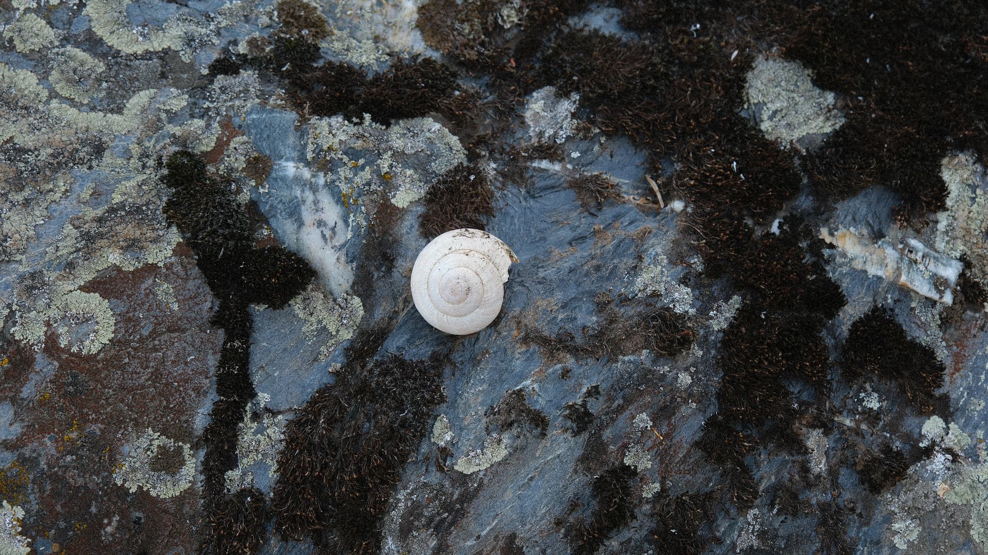 A pale snail shell on lichen-covered stone