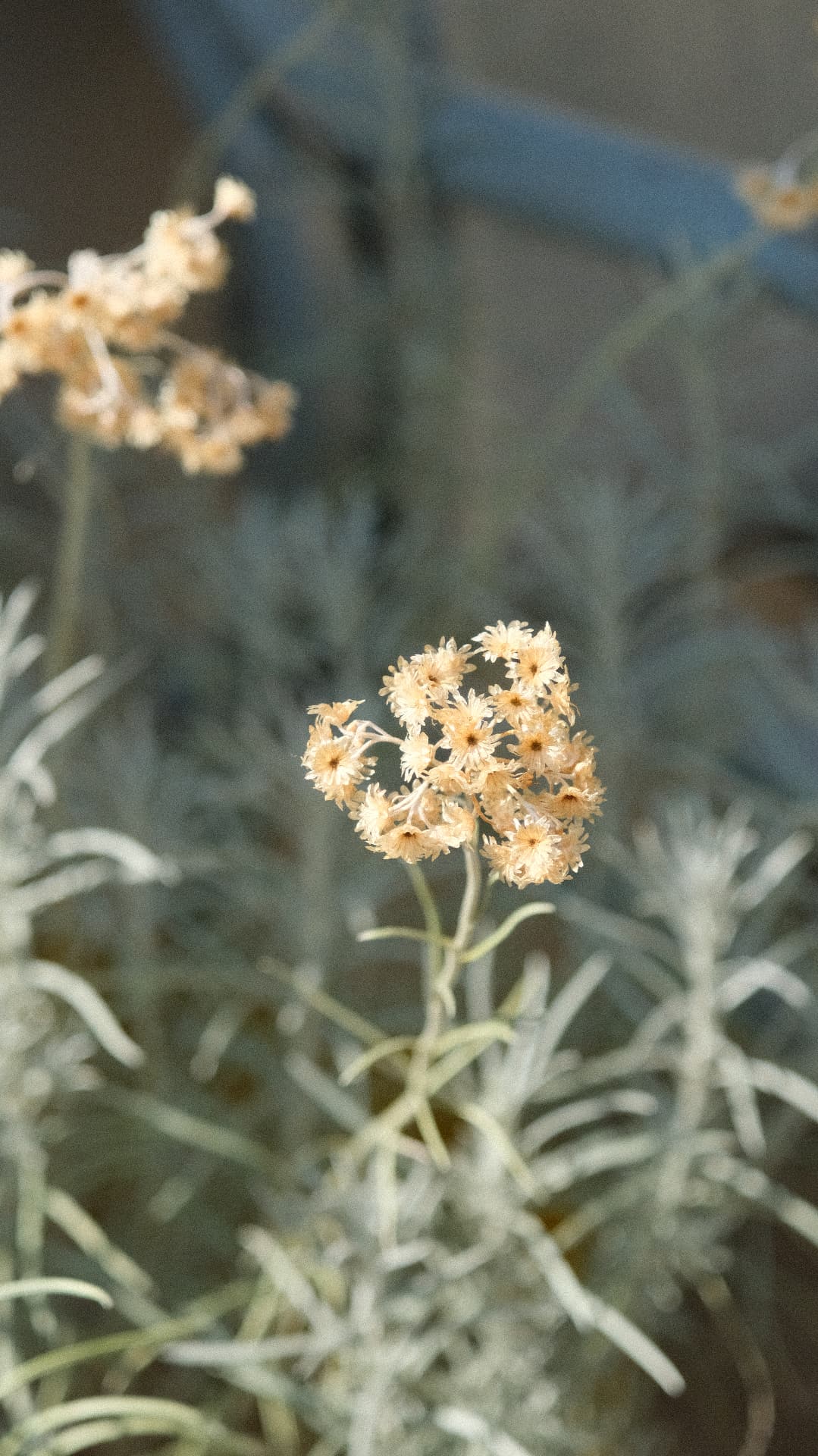 Dried immortelle flowers in cool light against silver foliage