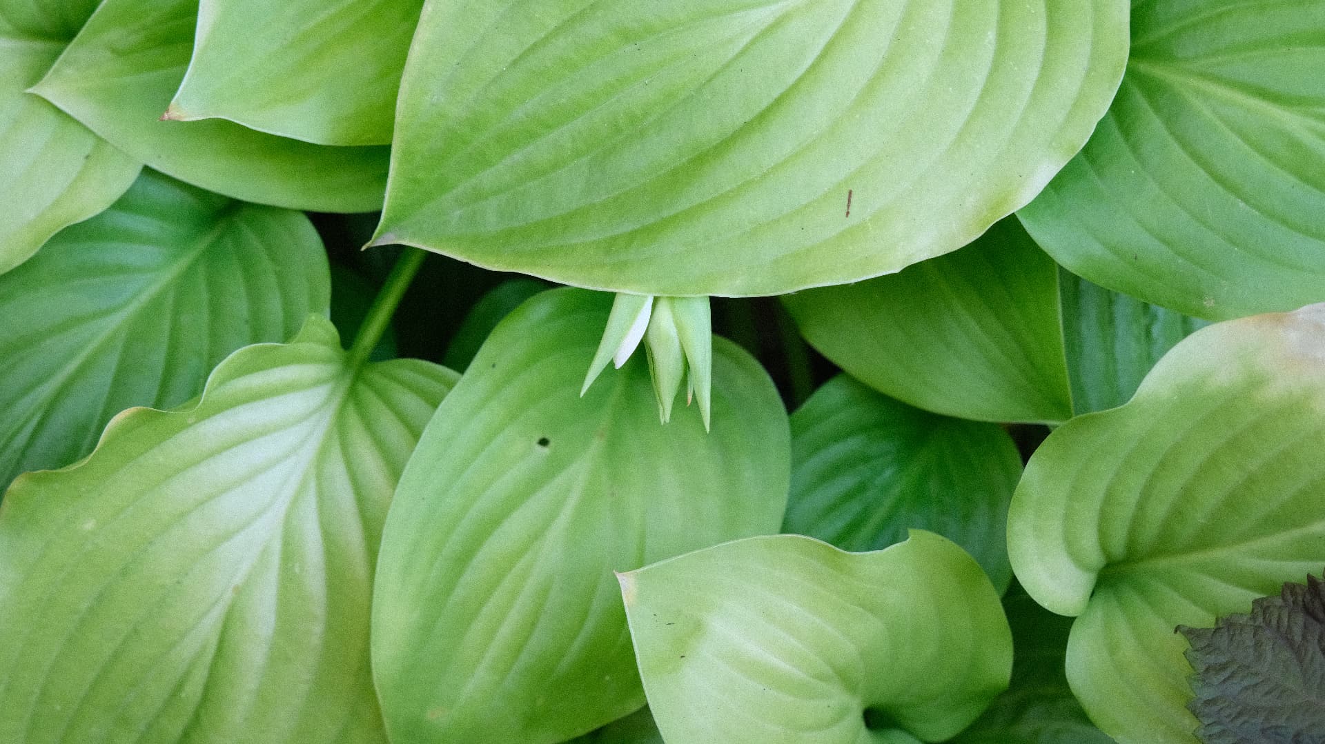 Overlapping hosta leaves filling the frame in soft green